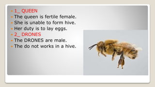  1_ QUEEN
The queen is fertile female.
She is unable to form hive.
Her duty is to lay eggs.
2_ DRONES
The DRONES are male.
The do not works in a hive.