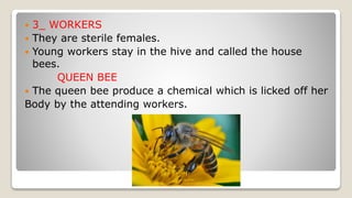  3_ WORKERS
They are sterile females.
Young workers stay in the hive and called the house
bees.
QUEEN BEE
The queen bee produce a chemical which is licked off her
Body by the attending workers.
