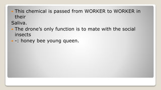  This chemical is passed from WORKER to WORKER in
their
Saliva.
The drone’s only function is to mate with the social
insects
-: honey bee young queen.