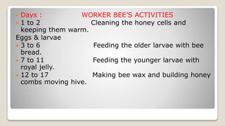  Days : WORKER BEE’S ACTIVITIES
1 to 2 Cleaning the honey cells and
keeping them warm.
Eggs & larvae
3 to 6 Feeding the older larvae with bee
bread.
7 to 11 Feeding the younger larvae with
royal jelly.
12 to 17 Making bee wax and building honey
combs moving hive.