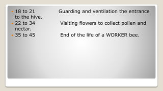  18 to 21 Guarding and ventilation the entrance
to the hive.
22 to 34 Visiting flowers to collect pollen and
nectar.
35 to 45 End of the life of a WORKER bee.