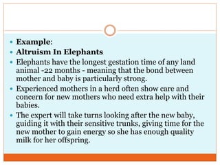  Example:
 Altruism In Elephants
 Elephants have the longest gestation time of any land
animal -22 months - meaning that the bond between
mother and baby is particularly strong.
 Experienced mothers in a herd often show care and
concern for new mothers who need extra help with their
babies.
 The expert will take turns looking after the new baby,
guiding it with their sensitive trunks, giving time for the
new mother to gain energy so she has enough quality
milk for her offspring.
 