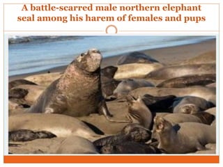 A battle-scarred male northern elephant
seal among his harem of females and pups
 