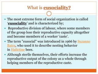 What is eusociality?
 The most extreme form of social organization is called
‗eusociality‘ and is characterized by;
 Reproductive division of labour, where some members
of the group lose their reproductive capacity altogether
and become members of a worker ‗caste‘.
 The term "eusocial" was introduced in 1966 by Suzanne
Batra, who used it to describe nesting behavior
in Halictine bees.
 Although sterile themselves, their efforts increase the
reproductive output of the colony as a whole through
helping members of the reproductive caste.
 