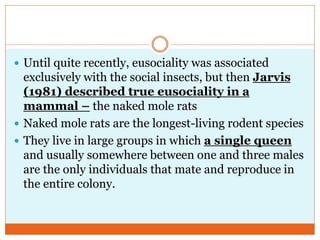  Until quite recently, eusociality was associated
exclusively with the social insects, but then Jarvis
(1981) described true eusociality in a
mammal – the naked mole rats
 Naked mole rats are the longest-living rodent species
 They live in large groups in which a single queen
and usually somewhere between one and three males
are the only individuals that mate and reproduce in
the entire colony.
 