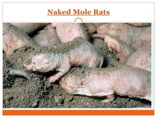 Naked Mole Rats
 