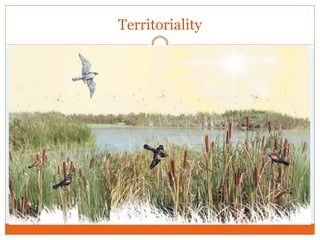 Territoriality
 