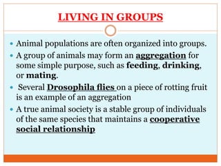 LIVING IN GROUPS
 Animal populations are often organized into groups.
 A group of animals may form an aggregation for
some simple purpose, such as feeding, drinking,
or mating.
 Several Drosophila ﬂies on a piece of rotting fruit
is an example of an aggregation
 A true animal society is a stable group of individuals
of the same species that maintains a cooperative
social relationship
 