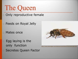 The Queen
Only reproductive female
Feeds on Royal Jelly
Mates once
Egg laying is the
only function
Secretes Queen Factor
http://www.dkimages.com/discover/previews/978/50493395.JPG
 