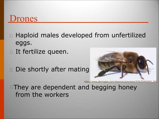 Drones
Haploid males developed from unfertilized
eggs.
It fertilize queen.
Die shortly after mating.
http://www.dkimages.com/discover/previews/978/50493401.JPG
They are dependent and begging honey
from the workers
 