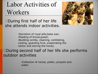 Labor Activities of
Workers
During first half of her life
she attends indoor activities.
•Secretion of royal jelly,bees wax.
•Feeding of brood,queen.
•Building combs, cleaning, ventilating,
cooling, guarding hive, evaporating the
nector and storing the honey.
During second half of her life she performs
outdoor activities
•Collection of nectar, pollen, propolis and
water.
 