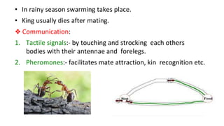 Insects Communication Example Social Behaviour of Insects - Archit KS@DEI.pptx