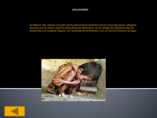 En México, dijo, esta es una gran opción para producir alimentos sanos a muy bajo precio, allegarse
recursos con su venta y lograr la autosuficiencia alimentaria, con la ventaja de originarlos fuera de
temporada y en cualquier espacio, sin necesidad de fertilizantes y con un mínimo consumo de agua.
 