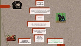 Prosimios Sociales | PPTX