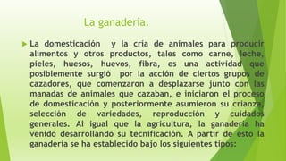 La ganadería.
 La domesticación y la cría de animales para producir
alimentos y otros productos, tales como carne, leche,
pieles, huesos, huevos, fibra, es una actividad que
posiblemente surgió por la acción de ciertos grupos de
cazadores, que comenzaron a desplazarse junto con las
manadas de animales que cazaban, e iniciaron el proceso
de domesticación y posteriormente asumieron su crianza,
selección de variedades, reproducción y cuidados
generales. Al igual que la agricultura, la ganadería ha
venido desarrollando su tecnificación. A partir de esto la
ganadería se ha establecido bajo los siguientes tipos:
 