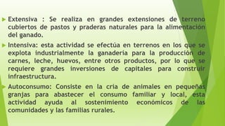  Extensiva : Se realiza en grandes extensiones de terreno
cubiertos de pastos y praderas naturales para la alimentación
del ganado.
 Intensiva: esta actividad se efectúa en terrenos en los que se
explota industrialmente la ganadería para la producción de
carnes, leche, huevos, entre otros productos, por lo que se
requiere grandes inversiones de capitales para construir
infraestructura.
 Autoconsumo: Consiste en la cría de animales en pequeñas
granjas para abastecer el consumo familiar y local, esta
actividad ayuda al sostenimiento económicos de las
comunidades y las familias rurales.
 