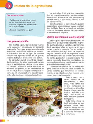 DISTRIBUCIÓN GRATUITA ­ PROHIBIDA SU REPRODUCCIÓN
14
Una gran revolución
Por muchos siglos, los habitantes vivieron
como cazadores y recolectores, en constante
movimiento. Pero, poco a poco, aprendieron la
agricultura y se volvieron sedentarios, es decir,
se quedaron a vivir en un lugar. Se formaron
comunidades agrícolas locales, en las que las
personas trabajaban ayudándose unas a otras.
La agricultura surgió en América indepen-
dientemente de los otros lugares del mundo,
como el Medio Oriente y China, donde apare-
ció también. Se conoce que la agricultura se
desarrolló por primera vez en Mesoamérica, el
sur del actual México. Grupos humanos que vi-
nieron de allí a nuestras tierras trajeron las se-
millas y las técnicas, e iniciaron los cultivos.
Inicios de la agricultura#
La agricultura trajo una gran revolución.
Con los productos agrícolas, las comunidades
lograron una alimentación más permanente y
variada; creció la población y cambió la vida
de las sociedades.
Con el avance de la agricultura, los pueblos
desarrollaron una religiosidad basada en el cul-
to a la Madre Tierra y en los ciclos agrícolas,
como las siembras y las cosechas, que pasaron
a ser ceremonias religiosas.
¿Cómo aprendieron la agricultura?
Se dice que la agricultura fue descubierta por
casualidad; que alguien se dio cuenta, de pron-
to, que las plantas se reproducen por semillas;
tomó algunas de ellas, las sembró y, en pocos
meses, cosechó el producto. Pero, en verdad, el
descubrimiento de la agricultura fue un proceso
largo de “domesticación” de las plantas. Fue un
esfuerzo consciente por convertir en alimentos a
las plantas que estaban en estado silvestre. Para
eso se necesitaba desarrollar habilidades y co-
nocimientos que fueron modificando las plantas
y adaptándolas para el cultivo.
Domesticar las plantas fue un enorme em-
peño colectivo de muchos años realizado por
varias personas que transmitían sus conoci-
mientos a los más jóvenes. Las mujeres tuvie-
ron un papel muy importante.
Poco a poco, con el
trabajo humano se fue
transformando la natu-
raleza, y las plantas que
no eran comestibles se
convirtieron en alimentos.
Se desarrollaron, además,
técnicas agrícolas com-
plejas, como abonos, te-
rrazas de cultivo y canales
de irrigación.
Esta forma inicial se
llamó agricultura de sub-
sistencia, porque todos
los productos que se culti-
vaban se destinaban para
el consumo inmediato de
la comunidad.
MuseoBCE
Reproducción imaginaria del sitio de Real Alto, el más importante de la cultura Valdivia
Descubriendo juntos
¿Sabías que la agricultura es uno
de los descubrimientos que más
cambios ha generado en la historia
de la humanidad?
¿Puedes imaginarte por qué?
 