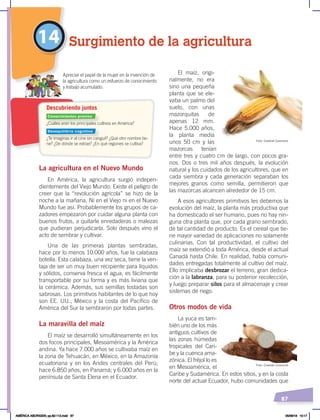 87
El maíz, origi-
nalmente, no era
sino una pequeña
planta que se ele-
vaba un palmo del
suelo, con unas
mazorquitas de
apenas 12 mm.
Hace 5.000 años,
la planta medía
unos 50 cm y las
mazorcas tenían
entre tres y cuatro cm de largo, con pocos gra-
nos. Dos o tres mil años después, la evolución
natural y los cuidados de los agricultores, que en
cada siembra y cada generación separaban los
mejores granos como semilla, permitieron que
las mazorcas alcancen alrededor de 15 cm.
A esos agricultores primitivos les debemos la
evolución del maíz, la planta más productiva que
ha domesticado el ser humano, pues no hay nin-
guna otra planta que, por cada grano sembrado,
dé tal cantidad de producto. Es el cereal que tie-
ne mayor variedad de aplicaciones no solamente
culinarias. Con tal productividad, el cultivo del
maíz se extendió a toda América, desde el actual
Canadá hasta Chile. En realidad, había comuni-
dades entregadas totalmente al cultivo del maíz.
Ello implicaba desbrozar el terreno, gran dedica-
ción a la labranza, para su posterior recolección,
y luego preparar silos para el almacenaje y crear
sistemas de riego.
Otros modos de vida
La yuca es tam-
bién uno de los más
antiguos cultivos de
las zonas húmedas
tropicales del Cari-
be y la cuenca ama-
zónica. El fréjol lo es
en Mesoamérica, el
Caribe y Sudamérica. En estos sitios, y en la costa
norte del actual Ecuador, hubo comunidades que
La agricultura en el Nuevo Mundo
En América, la agricultura surgió indepen-
dientemente del Viejo Mundo. Existe el peligro de
creer que la “revolución agrícola” se hizo de la
noche a la mañana. Ni en el Viejo ni en el Nuevo
Mundo fue así. Probablemente los grupos de ca-
zadores empezaron por cuidar alguna planta con
buenos frutos, a quitarle enredaderas o malezas
que pudieran perjudicarla. Solo después vino el
acto de sembrar y cultivar.
Una de las primeras plantas sembradas,
hace por lo menos 10.000 años, fue la calabaza
botella. Esta calabaza, una vez seca, tiene la ven-
taja de ser un muy buen recipiente para líquidos
y sólidos, conserva fresca el agua, es fácilmente
transportable por su forma y es más liviana que
la cerámica. Además, sus semillas tostadas son
sabrosas. Los primitivos habitantes de lo que hoy
son EE. UU., México y la costa del Pacífico de
América del Sur la sembraron por todas partes.
La maravilla del maíz
El maíz se desarrolló simultáneamente en los
dos focos principales, Mesoamérica y la América
andina. Ya hace 7.000 años se cultivaba maíz en
la zona de Tehuacán, en México, en la Amazonía
ecuatoriana y en los Andes centrales del Perú;
hace 6.850 años, en Panamá; y 6.000 años en la
península de Santa Elena en el Ecuador.
14 Surgimiento de la agricultura
¿Cuáles eran los principales cultivos en América?
¿Te imaginas ir al cine sin canguil? ¿Qué otro nombre tie-
ne? ¿De dónde se extrae? ¿En qué regiones se cultiva?
Apreciar el papel de la mujer en la invención de
la agricultura como un esfuerzo de conocimiento
y trabajo acumulado.
Descubriendo juntos
Foto: Creative Commons
Foto: Creative Commons
Conocimientos previos
Desequilibrio cognitivo
AMÉRICA ABORIGEN; pp.82-112.indd 87 05/06/18 10:17
 