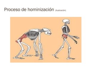 Proceso de hominización (ilustración)
 
