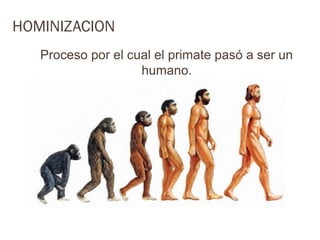 HOMINIZACION
   Proceso por el cual el primate pasó a ser un
                    humano.
 