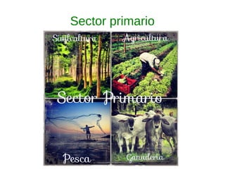 Sector primario
 