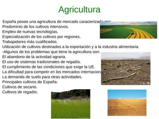 Agricultura
-España posee una agricultura de mercado caracterizada por:
Predominio de los cultivos intensivos.
Empleo de nuevas tecnologías.
Especialización de los cultivos por regiones.
Trabajadores más cualificados.
Utilización de cultivos destinados a la exportación y a la industria alimentaria.
-Algunos de los problemas que tiene la agricultura son:
El abandono de la actividad agraria.
El uso de sistemas tradicionales de regadío.
El cumplimiento de las condiciones que exige la UE.
La dificultad para competir en los mercados internacionales.
La demanda de suelo para otras actividades.
Principales cultivos de España:
Cultivos de secano.
Cultivos de regadío.
 