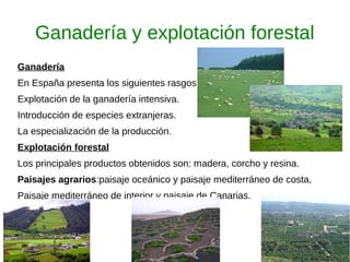 Ganadería y explotación forestal
Ganadería
En España presenta los siguientes rasgos:
Explotación de la ganadería intensiva.
Introducción de especies extranjeras.
La especialización de la producción.
Explotación forestal
Los principales productos obtenidos son: madera, corcho y resina.
Paisajes agrarios:paisaje oceánico y paisaje mediterráneo de costa,
Paisaje mediterráneo de interior y paisaje de Canarias.
 
