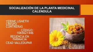 SOCIALIZACIÓN DE LA PLANTA MEDICINAL
CALENDULA
YERINE LISNETH
CRESPO
CONTRERAS
CÓDIGO:
1065621446
REGENCIA EN
FARMACIA
CEAD VALLEDUPAR
 