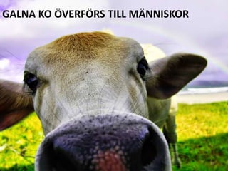 GALNA KO ÖVERFÖRS TILL MÄNNISKOR35