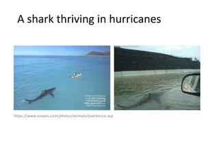 A shark thriving in hurricanes
https://www.snopes.com/photos/animals/puertorico.asp
 