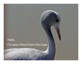 Hello.
I’m your friend from the Cape
 