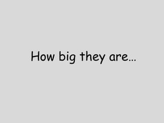 How big they 
 