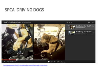 SPCA DRIVING DOGS




http://www.youtube.com/watch?v=BWAK0J8Uhzk&list=PLr8Ol3z5fRqoCemaCS2-sFm6c87mAAV05
 
