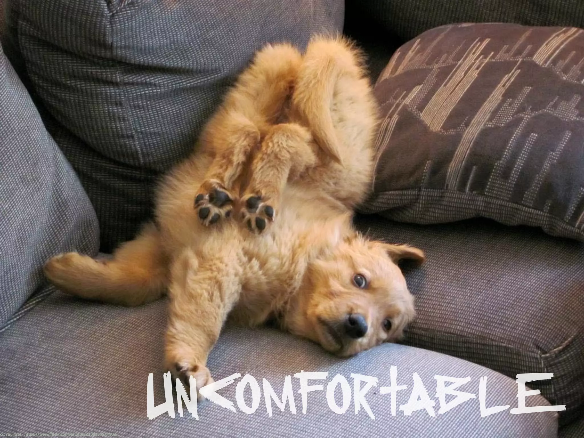 cc: rburtzel - https://www.flickr.com/photos/21085645@N03
Uncomfortable
 