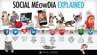 Social Media Explained by Cats