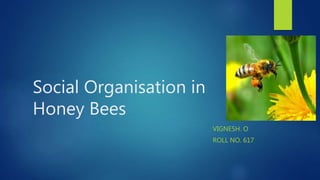 Social Organisation in
Honey Bees
VIGNESH. O
ROLL NO. 617
 