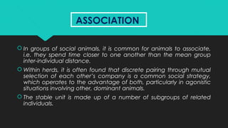 ASSOCIATIONASSOCIATION
 In groups of social animals, it is common for animals to associate,
i.e. they spend time closer to one another than the mean group
inter-individual distance.
 Within herds, it is often found that discrete pairing through mutual
selection of each other’s company is a common social strategy,
which operates to the advantage of both, particularly in agonistic
situations involving other, dominant animals.
 The stable unit is made up of a number of subgroups of related
individuals.
 