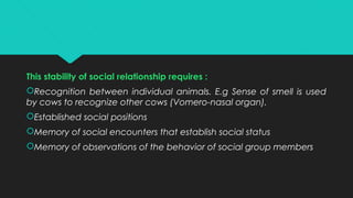 This stability of social relationship requires :
Recognition between individual animals. E.g Sense of smell is used
by cows to recognize other cows (Vomero-nasal organ).
Established social positions
Memory of social encounters that establish social status
Memory of observations of the behavior of social group members
 