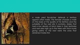 A male pied flycatcher defends a territory
against other males. The female chooses a male
on the basis of the quality of his territory and the
suitability of the nest site it contains. Males that
had a low density of birch trees in their territories
and nest sites high up in the trees with thick trunks
giving safety to the nest were the ones that
obtained mates first.
 