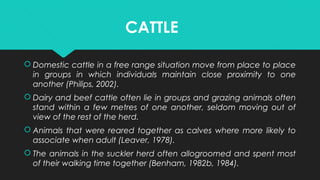 CATTLE
 Domestic cattle in a free range situation move from place to place
in groups in which individuals maintain close proximity to one
another (Philips, 2002).
 Dairy and beef cattle often lie in groups and grazing animals often
stand within a few metres of one another, seldom moving out of
view of the rest of the herd.
 Animals that were reared together as calves where more likely to
associate when adult (Leaver, 1978).
 The animals in the suckler herd often allogroomed and spent most
of their walking time together (Benham, 1982b, 1984).
 