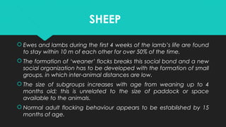 SHEEP
 Ewes and lambs during the first 4 weeks of the lamb’s life are found
to stay within 10 m of each other for over 50% of the time.
 The formation of ‘weaner’ flocks breaks this social bond and a new
social organization has to be developed with the formation of small
groups, in which inter-animal distances are low.
 The size of subgroups increases with age from weaning up to 4
months old; this is unrelated to the size of paddock or space
available to the animals.
 Normal adult flocking behaviour appears to be established by 15
months of age.
 