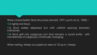 Three characteristic flock structures (Arnold, 1977; Lynch et al., 1992) –
A tightly knit flock.
A flock widely dispersed but with uniform spacing between
individuals.
A flock split into subgroups but that remains a social entity with
membership of subgroups continually changing.
When resting, sheep occupied an area of 10 sq.m / sheep.
 