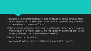  Distance to nearest neighbor is one attribute of social arrangement;
the cohesion of all members of a flock is another. This cohesion
varies with environmental factors.
 The average distance between neighbouring sheep when grazing
varies from 4 to more than 19 m; the greater distances are for hill
breeds of sheep and the smallest for Merinos.
 Four classes of dispersion-
Merinos < lowland breeds < hill breeds < mountain breeds
 