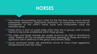 HORSES
 Two horses encountering each other for the first time show much mutual
exploratory behaviour. Exploratory behaviour at introduction involves an
investigation of the other’s head, body and hindquarters using the
olfactory sense.
 Horses show a form of social order when they live in groups, and a social
hierarchy becomes established within these groups.
 The older and larger animals are usually found to be high in dominance
order. Stallions do not necessarily dominate geldings or mares but have a
significant role in defence of the group (McDonnell, 2002).
 Social dominant horses are sometimes found to have more aggressive
temperaments than the others.
 