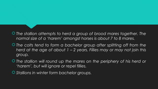  The stallion attempts to herd a group of brood mares together. The
normal size of a ‘harem’ amongst horses is about 7 to 8 mares.
 The colts tend to form a bachelor group after splitting off from the
herd at the age of about 1 – 2 years. Fillies may or may not join this
group.
 The stallion will round up the mares on the periphery of his herd or
‘harem’, but will ignore or repel fillies.
 Stallions in winter form bachelor groups.
 