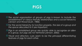 PIGS
 The social organization of groups of pigs is known to include the
establishment of various friendly relationships and a social hierarchy
(Jenson and Wood-Gush, 1984).
 For the social hierarchy to function properly, the size of a group and
the space allocated to it are important.
 Pigs in an established group are quickly able to recognize an alien
in a group, but pigs are not territorial (Jenson, 2002).
 Visual and olfactory cues seem to be the principal differentiating
features of pigs for each other.
 