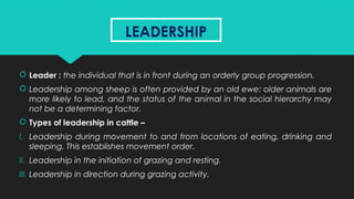 LEADERSHIPLEADERSHIP
 Leader : the individual that is in front during an orderly group progression.
 Leadership among sheep is often provided by an old ewe: older animals are
more likely to lead, and the status of the animal in the social hierarchy may
not be a determining factor.
 Types of leadership in cattle –
I. Leadership during movement to and from locations of eating, drinking and
sleeping. This establishes movement order.
II. Leadership in the initiation of grazing and resting.
III. Leadership in direction during grazing activity.
 
