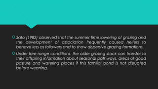  Sato (1982) observed that the summer time lowering of grazing and
the development of association frequently caused heifers to
behave less as followers and to show dispersive grazing formations.
 Under free range conditions, the older grazing stock can transfer to
their offspring information about seasonal pathways, areas of good
pasture and watering places if this familial bond is not disrupted
before weaning.
 