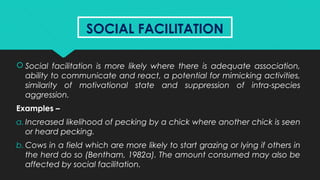 SOCIAL FACILITATIONSOCIAL FACILITATION
 Social facilitation is more likely where there is adequate association,
ability to communicate and react, a potential for mimicking activities,
similarity of motivational state and suppression of intra-species
aggression.
Examples –
a. Increased likelihood of pecking by a chick where another chick is seen
or heard pecking.
b. Cows in a field which are more likely to start grazing or lying if others in
the herd do so (Bentham, 1982a). The amount consumed may also be
affected by social facilitation.
 