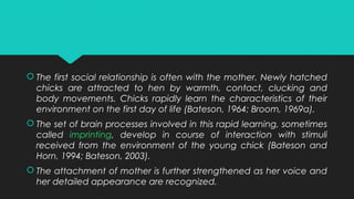  The first social relationship is often with the mother. Newly hatched
chicks are attracted to hen by warmth, contact, clucking and
body movements. Chicks rapidly learn the characteristics of their
environment on the first day of life (Bateson, 1964; Broom, 1969a).
 The set of brain processes involved in this rapid learning, sometimes
called imprinting, develop in course of interaction with stimuli
received from the environment of the young chick (Bateson and
Horn, 1994; Bateson, 2003).
 The attachment of mother is further strengthened as her voice and
her detailed appearance are recognized.
 
